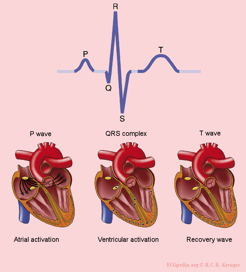 The origin of the different waves of the ECG