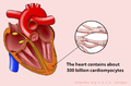 The heart consists of approximately 300 trillion cells