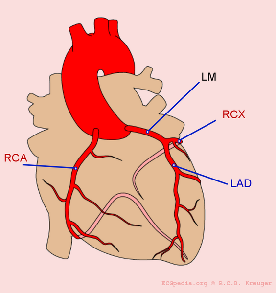 File:De-Coronary anatomy.png
